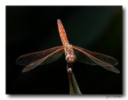 libellula 7 libellula 7