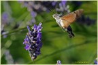 Macroglossum stellatarum - Falena Colibr�