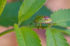Rosa/verde Rosa/verde