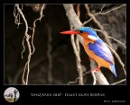 Kingfisher Kingfisher