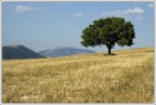 Albero solitario#2 Albero solitario#2