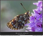 Mellicta athalia (Controluce)
