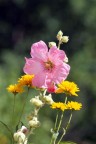 Fiore Fiore
