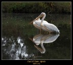 Pellicani_Oasi di Sant'Alessio