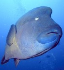 Il napoleone � un pesce molto socievole e simpatico. Questo era davvero grande! Stimo che pesasse circa due quintali! Lo fa apparire ...mostruoso... la prospettiva dei grandangolari che si usano necessariamente in immersione, in quanto l'acqua si comporta, in un certo senso, da moltiplicatore di focale!