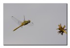 Sympetrum fonscolombi/2 Sympetrum fonscolombi/2