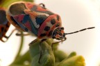 Eurydema ornatum Eurydema ornatum