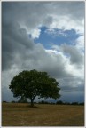Albero solitario#4 (Ritorna il sole?) Albero solitario#4 (Ritorna il sole?)