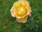 rosa rosa