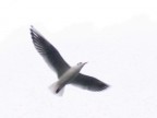 ...volare ...volare