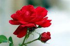 Rosa Rosa