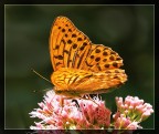 Farfalla Farfalla