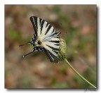 Butterfly 2 Butterfly 2