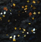 dove le foglie vanno a morire