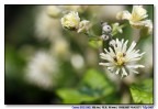 sul fiore..... sul fiore.....