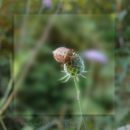 La cimice La cimice