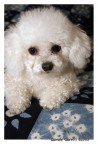 Lizzy (1) Lizzy (1)