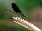 Libellula Metallizzata Libellula Metallizzata