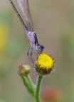 Verticale Verticale
