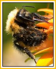Bombo impollinato Bombo impollinato