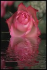 Rosa Rosa