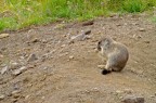 Marmotta Marmotta