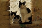 Non vi preoccupate bambini miei Non vi preoccupate bambini miei