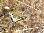 Farfallina Farfallina
