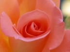 Rosa Rosa