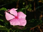 Fiore Fiore