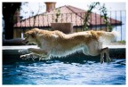 H20 e cani volanti H20 e cani volanti