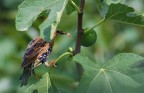 Siamo alla frutta Siamo alla frutta