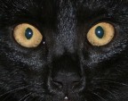 occhi di gatto