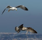 cirtiche e consigli ben accetti