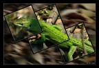 Lucerta Viridis Lucerta Viridis