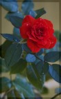 Rosa che piange Rosa che piange