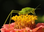 Leptophyes puctatissima Leptophyes puctatissima