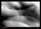 *Mystical Grain* *Mystical Grain*