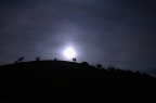 Moon Moon