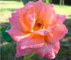 Rosa01 Rosa01