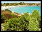 mare, sole e....spine mare, sole e....spine