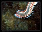 Hermodice Carunculata alias Vermocane 2 Hermodice Carunculata alias Vermocane 2