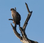 Falco africano Falco africano