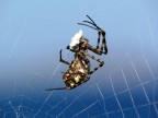 Spider Spider