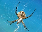 Spider 3 Spider 3