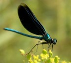 Libellula Libellula