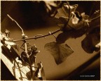 E' gia autunno.. E' gia autunno..
