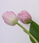 Senza titolo Senza titolo