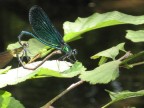 dragonfly dragonfly
