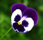 Olympus E500     ZuikoDigital 35mm macro
ISO 200     1/250sec     f3,5